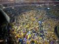 libres y lokosohh vamos tigress...!