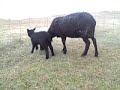 Lonach Lambs Lonach Lambs