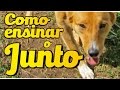 Adestramento - Junto - Magali