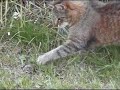 Katze & Frosch