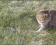 Katze & Frosch