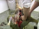 roe deer skinning   the hunting life