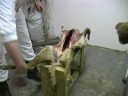 Roe Deer Skinning - The Hunting Life