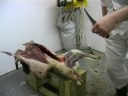 roe deer skinning   the hunting life