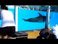 Dolphins at Selwo Marina - Benalmadena