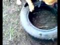 videos de minu kutsu