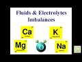 Regulation of Fluids and Electrolytes in Humans (Examville Free Download)