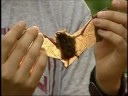 ISU Bat Festival
