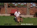 Pregatirea puilor de paza si protectie Pregatirea puilor de paza si protectie