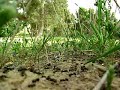 Messor ebeninus Messor ebeninus