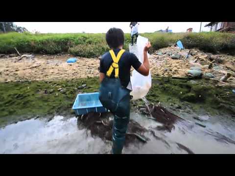 koi - Unser Video zeigt das Abfischen unseres Naturteiches Tsutsumida 2012. Abgefischt wurden 20 dreijährige Koi, darunter einige erstklassige Tategoi.