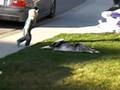How to teach a dog to roll over