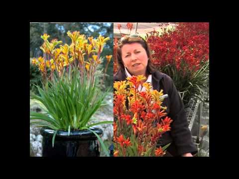 how to fertilize kangaroo paw