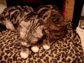 Scottish Fold and Ear-licking