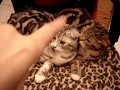 Scottish Fold and Ear-licking