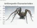 Invertebrates -- TeachPower.net Lesson