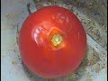 Jak się psuje pomidor