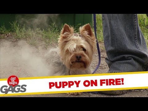 Broma del cachorro en llamas