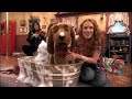 join amy, lomax, delta, and the kids for a flea bath and a rousing version of 