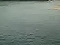 Salto viviero - Yago