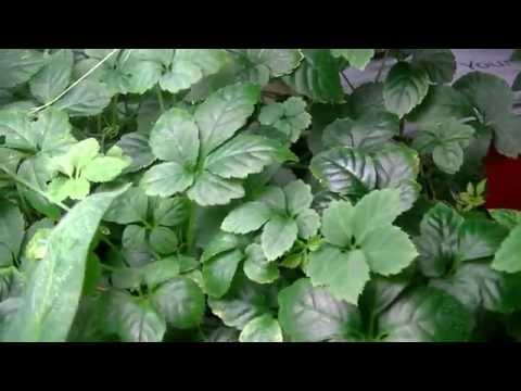 how to grow gynostemma pentaphyllum