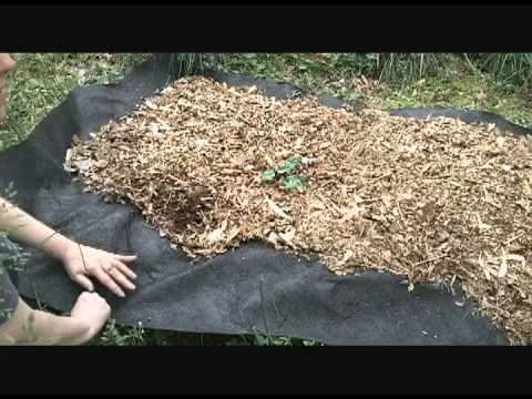 how to start a rhubarb patch