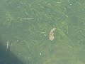 I found a seahorse in the Gulf of Mexico.