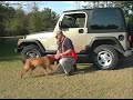 vizsla riley retriever practice