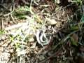 videos de Cobra Dormideira