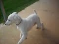 Standard Poodles at work