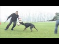 Doberman Jeron Jerome Morgantina Doberman Jeron Jerome Morgantina