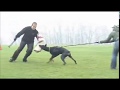 videos de Doberman Jeron Jerome Morgantina