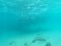 schooling cownose rays