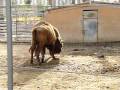 videos de Zoo Barcelona - Demos Casio FH20