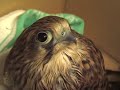 Kestrel Rescue at Number 10 Kestrel Rescue at Number 10