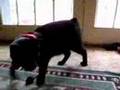 Beebs the black Bengal Manx mix Cat play CATCH with MOUSIES!