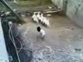 Scary Sheep - Thumb #2