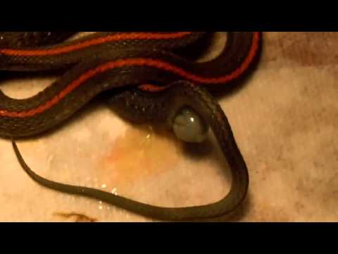 Northwestern Garter Snake Giving birth 2010