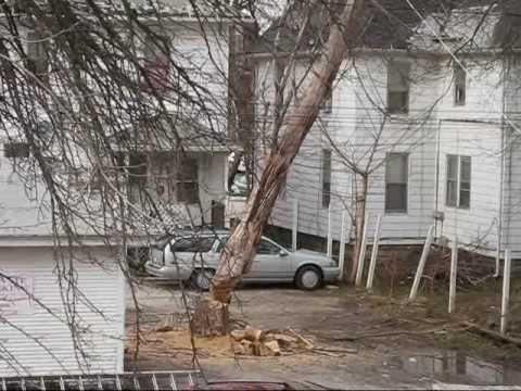 how to cut down a tree