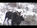 Kevin Maughan, Freelance Outdoor Videographer. Nov Bull Elk