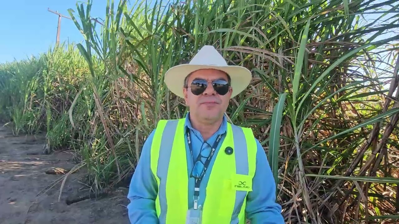 Usina Caeté investe em gotejamento para ampliar área irrigada e otimizar uso da água