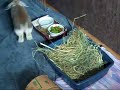 Holland Lop Rabbit Needs Adoption