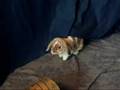 Holland Lop Rabbit Needs Adoption