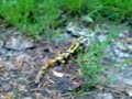 Feuersalamander l�uft