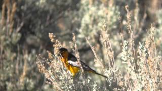 Bullock's Oriel (Male) Video