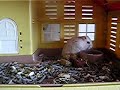 Xiao P found his attic was missing one day...