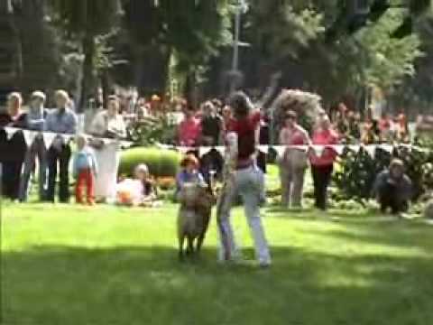 Dog Dancing август 2006 год