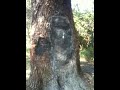 Tree of death