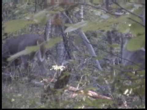 Bow fishin Madness and Bowhuning