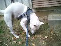 Kishu - Sniffer #3